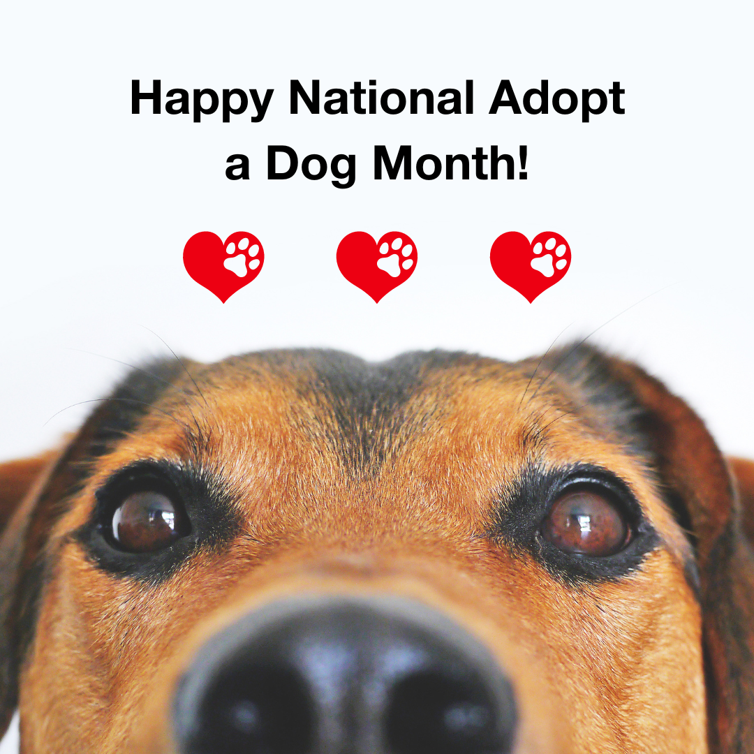 National Adopt a Dog Month